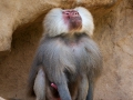 Mantelpavian; Papio hamadryas; Hamadryas baboon