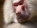 Mantelpavian; Papio hamadryas; Hamadryas baboon