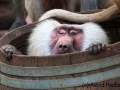 Mantelpavian; Papio hamadryas; Hamadryas baboon