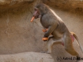 Mantelpavian; Papio hamadryas; Hamadryas baboon