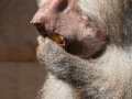 Mantelpavian; Papio hamadryas; Hamadryas baboon