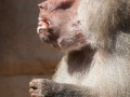 Mantelpavian; Papio hamadryas; Hamadryas baboon