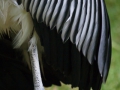 Großer Marabu; Leptoptilus crumeniferus; Marabou Stork