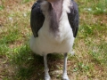 Großer Marabu; Leptoptilus crumeniferus; Marabou Stork