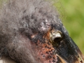 Großer Marabu; Leptoptilus crumeniferus; Marabou Stork