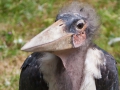 Großer Marabu; Leptoptilus crumeniferus; Marabou Stork