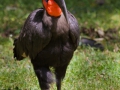 Kaffern Hornrabe; Bucorvus leadbeateri; southern ground hornbill