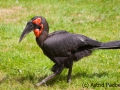 Kaffern Hornrabe; Bucorvus leadbeateri; southern ground hornbill