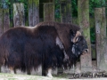 Moschusochse; Ovibos moschatus; Musk-Ox