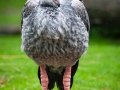 Chachá; Halsband-Wehrvogel; southern screamer; Chauna torquata