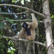 Kappengibbon