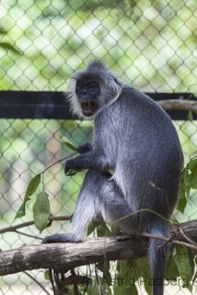 Silberner Haubenlangur