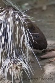 Kurzschwanz-Stachelschwein