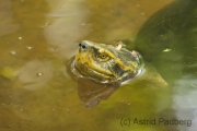 Tempelschildkröte