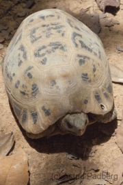 Gelbkopfschildkröte