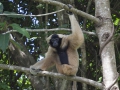 Kappengibbon