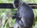 Silberner Haubenlangur