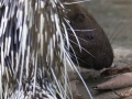 Kurzschwanz-Stachelschwein