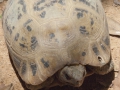 Gelbkopfschildkröte