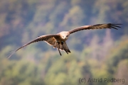 Flugschau, Adlerwarte Detmold