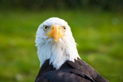 Weißkopfseeadler, Adlerwarte Detmold