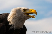 Weißkopfseeadler, Adlerwarte Detmold