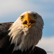 Weißkopfseeadler, Adlerwarte Detmold