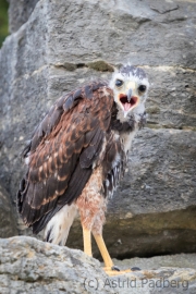 Wüstenbussard, Adlerwarte Detmold