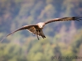 Flugschau, Adlerwarte Detmold