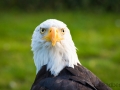 Weißkopfseeadler, Adlerwarte Detmold