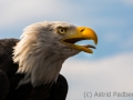 Weißkopfseeadler, Adlerwarte Detmold