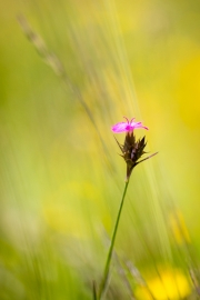 Kartäusernelke, Dianthus carthusianorum