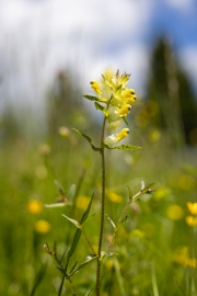 Großer Klappertopf, Rhinanthus angustifolius,