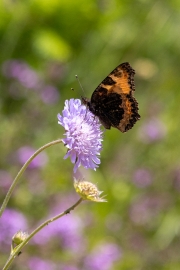 Kleiner Fuchs, Aglais urticae