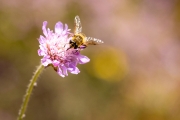Mistbiene, Eristalis tenax