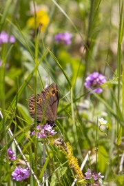 Rundaugen-Mohrenfalter, Erebia medusa,