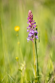 Mücken-Händelwurz, Gymnadenia conopsea