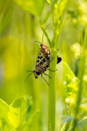 Skorpionsfliege (Panorpa communis) bei der Paarung