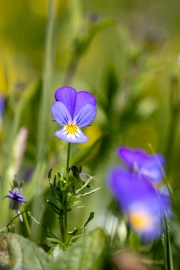 Wildes Stiefmütterchen, Viola tricolor