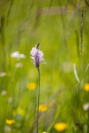 Mittlerer Wegerich, Plantago media