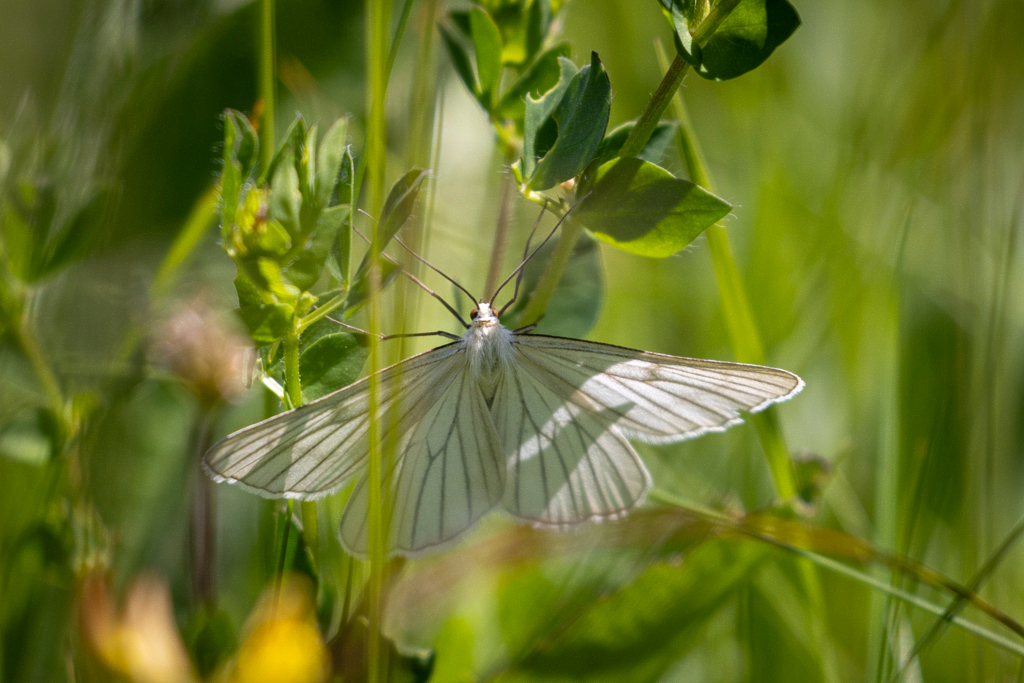 Hartheu-Spanner, Siona lineata