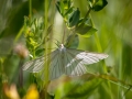Hartheu-Spanner, Siona lineata