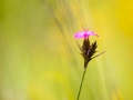 Kartäusernelke, Dianthus carthusianorum