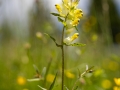 Großer Klappertopf, Rhinanthus angustifolius,