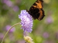 Kleiner Fuchs, Aglais urticae