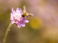 Mistbiene, Eristalis tenax