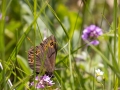 Rundaugen-Mohrenfalter, Erebia medusa,