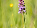 Mücken-Händelwurz, Gymnadenia conopsea