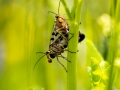 Skorpionsfliege (Panorpa communis) bei der Paarung