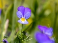 Wildes Stiefmütterchen, Viola tricolor
